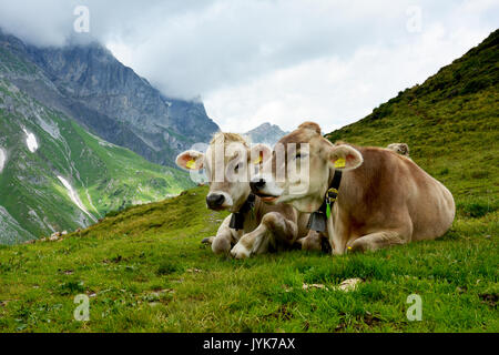 Les vaches photographiées en Suisse Engleberg dans les Alpes Suisses dans une prairie alpine Banque D'Images