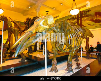 New York, États-Unis d'Amérique - 01 mai 2016 : Dinossaur modèle fossile au Musée Américain d'Histoire Naturelle Banque D'Images