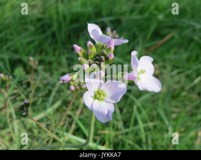 'Cardamine pratensis' est une espèce de plante à fleurs communément appelée fleur de Cuckoo ou blouse de Lady. Il prospère dans les prairies humides et se trouve dans diverses parties de l'Europe, fleurissant souvent au début du printemps. Banque D'Images