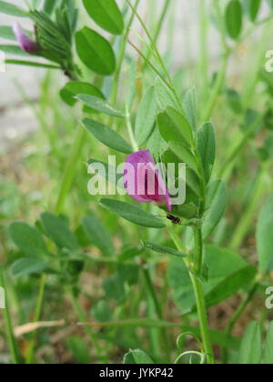 20170422Vicia lathyroides1 Banque D'Images