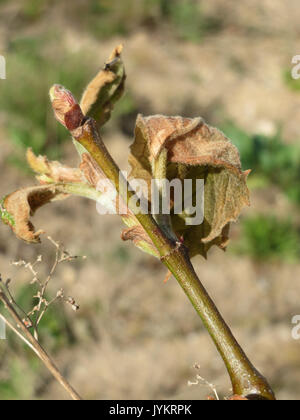 Platanus × hispanica, communément appelé platane londonien, est une espèce hybride de platane. Il est largement cultivé pour son ombre, sa durabilité et sa résistance à la pollution urbaine. L'arbre se caractérise par ses grandes feuilles larges et son écorce distinctive qui pele en taches, révélant une surface lisse. Banque D'Images