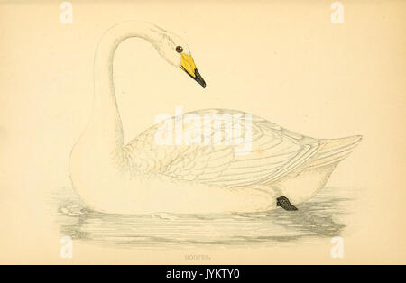 Une histoire de la oiseaux. Par le Rév. F.O. Morris (1862) (14564461397)