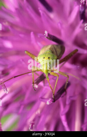 Insectes du Bocage Banque D'Images