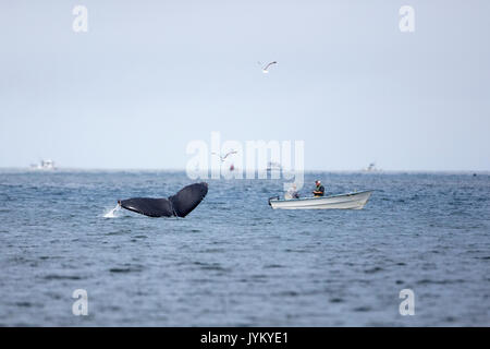 Une baleine à bosse montre sa queue près de deux pêcheur dans un petit bateau à Pacifica State Beach, en Californie. Banque D'Images