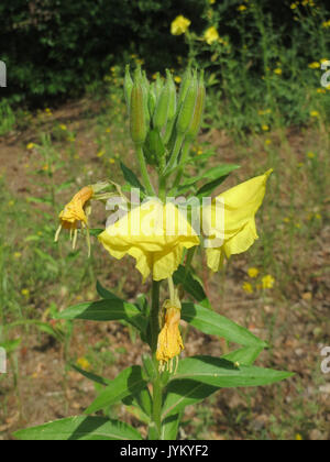 Oenothera biennis, aussi connue sous le nom d'onagre, est une plante à fleurs originaire d'Amérique du Nord. Connu pour ses fleurs jaunes, il est utilisé en phytothérapie pour ses bienfaits potentiels pour la santé. Banque D'Images