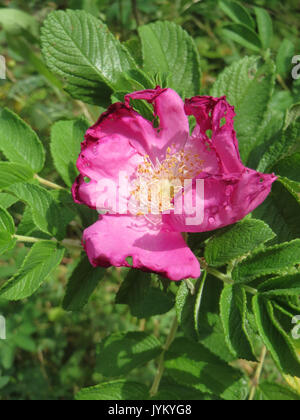 Une photographie rapprochée de Rosa rugosa, communément appelée rose japonaise, mettant en valeur ses fleurs vibrantes et ses feuilles froissées distinctives, une plante ornementale populaire dans les jardins. Banque D'Images