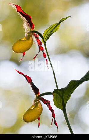 Lady's Slipper, Cypripedium calceolus orchid Banque D'Images