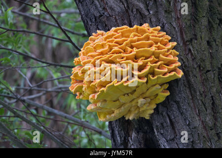 Polypore soufre : orange vif, sulphureus fugus jaune sur un tronc d'arbre Banque D'Images