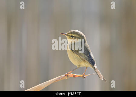 Canaries phylloscopus canariensis, « récent Banque D'Images