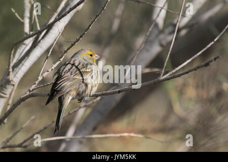 Femme serin des canaries serinus canaria, on branch Banque D'Images