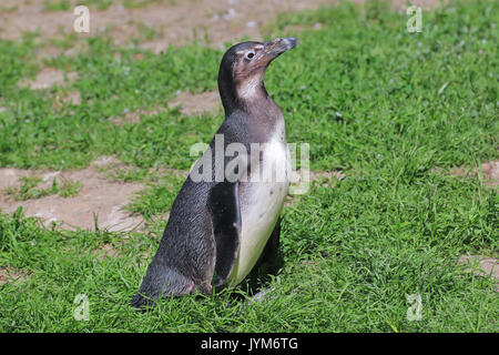 Les putois, manchot Spheniscus demersus, jeune oiseau au jardin zoologique de Gdansk, Pologne Banque D'Images