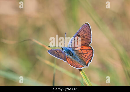 Homme butterfly purple-shot lycaena alciphron, cuivre Banque D'Images
