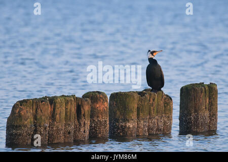 Des profils grand cormoran Phalacrocorax carbo en plumage nuptial reposant sur l'ancienne en bois épi Banque D'Images