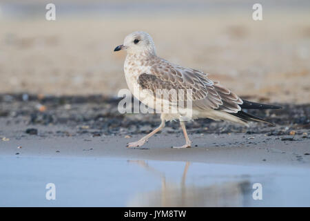 Goéland juvénile, Larus canus se reposant au bord de la mer Banque D'Images