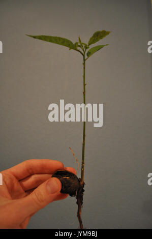 Un jeune pecan tree Banque D'Images