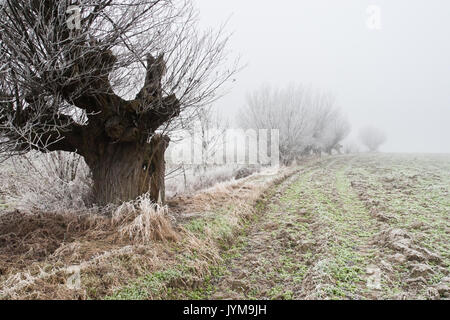 Vieux saules dans le givre sur Matin brumeux Banque D'Images