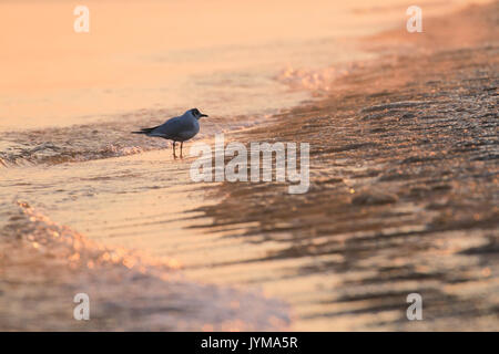 Des profils Mouette rieuse, Larus ridibundus sur le bord de la mer en hiver Banque D'Images