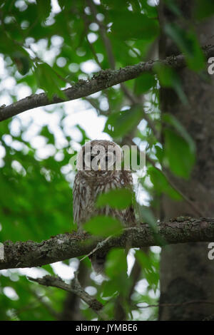 Un jeune La Chouette rayée (Strix varia) est à regarder à partir d'une branche Banque D'Images