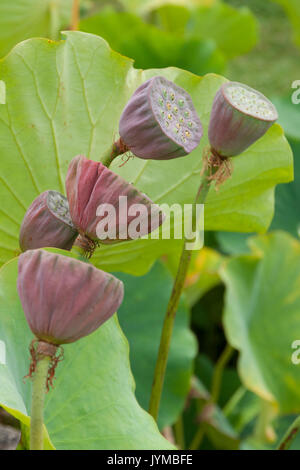 Les coupelles de semences de la fleur de lotus Banque D'Images