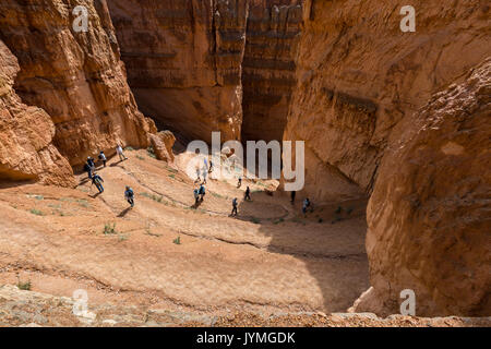 Randonneurs sur Wall Street article de Navajo Loop Trail. Le Parc National de Bryce Canyon, Garfield County, Utah, USA. Banque D'Images