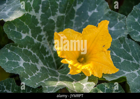 Fleur de citrouille citrouilles - Croissance Banque D'Images