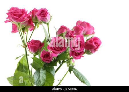 Bouquet de petites roses roses isolé sur fond blanc Banque D'Images