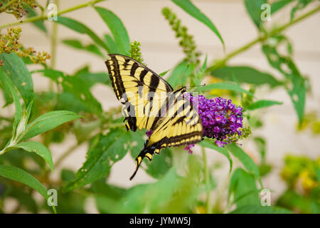 Papillon à queue fourchue, extraction de Nectar de Arbre aux papillons Banque D'Images