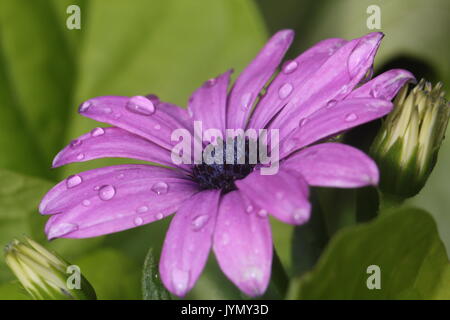 Purple Daisy africains macro ; Osteospermum Banque D'Images