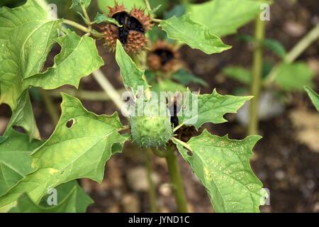 Solanaceae, Datura, Datura metel Datura blanc,, trompette du Diable Banque D'Images