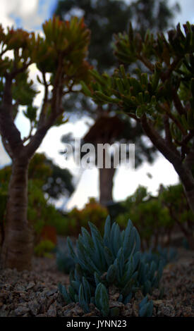 Un close up image de plantes. Banque D'Images