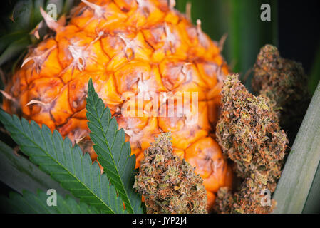 Détail de cocottes de cannabis séché (vert) de la souche Crack avec ananas et fruits - Medical marijuana concept background Banque D'Images