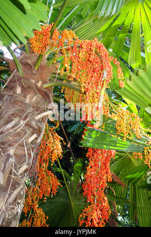 Graines orange/rouge de fan palm Licuala ramsayii, Flecker Botanic Gardens, Cairns, Queensland, Australie Banque D'Images