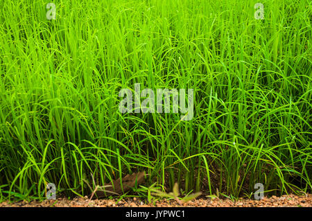 Close up au vert domaine de la ferme de riz en Thaïlande Banque D'Images