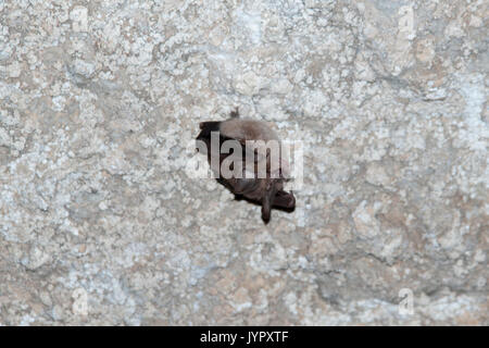 Petit Rhinolophe passer sa journée dans un tunnel romain fritté calcaires près de la citerne et Eleutherna en Crète centrale. Banque D'Images