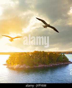 Paysage au coucher du soleil avec des îles boisées en Suède et Mouettes volantes Banque D'Images