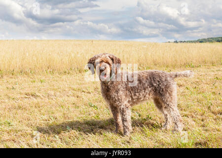 Wire Haired Pointing Griffon Korthals ou chien de chasse dans un champ agricole au cours de la moisson sur le côté regardant la caméra haletant, Dar Banque D'Images