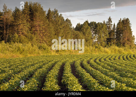 Rangées de pommes de terre vert douilles sur un champ de pommes de terre en Russie, de la République de Carélie. Banque D'Images