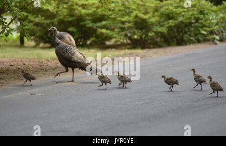 Une fière maman de la Turquie et ses petits traversant la rue dans Dennis, Cape Cod (MA) Banque D'Images