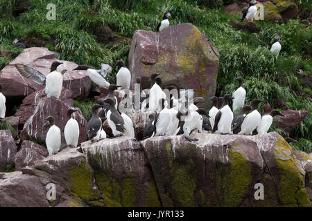 Guillemot marmette Banque D'Images