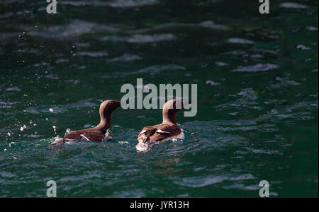 Guillemot marmette Banque D'Images