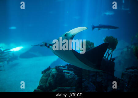 Raie Poissons en aquarium. Crampon-poissons dans l'eau bleue. Banque D'Images