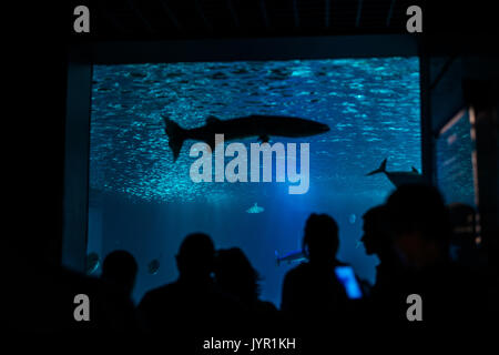 Silhouettes des visiteurs dans un aquarium avec des poissons Banque D'Images