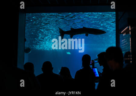 Silhouettes des visiteurs dans un aquarium avec des poissons Banque D'Images