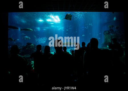 Silhouettes de personnes contre un grand aquarium Banque D'Images