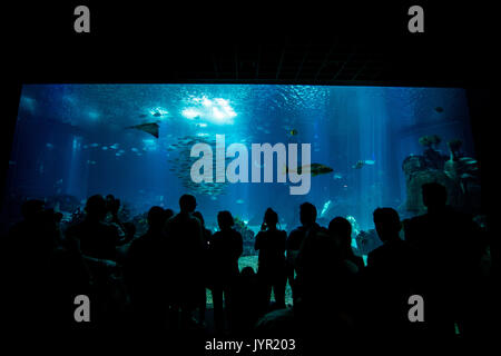 Silhouettes de personnes contre un grand aquarium Banque D'Images