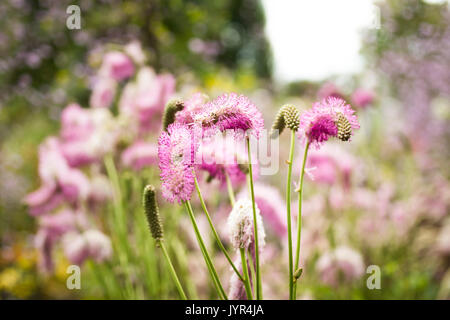 Close up de galium odoratum (Burnett) avec fluffy flowerheads et les étamines rose Banque D'Images