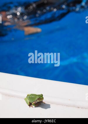 La rainette versicolore (Hyla versicolor) sur le bord d'une piscine extérieure, d'Ottawa, Ontario, Canada. Banque D'Images