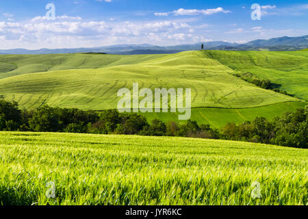 Collines vertes de blé dans la campagne près de Asciano, Val d'Orcia, Toscane, Italie. Banque D'Images