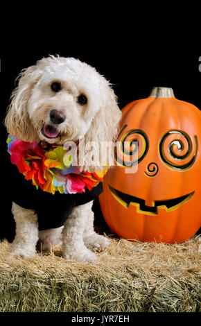 Un joli mélange de caniche blanc est assis sur une balle de foin à côté d'un jack-o-lanterne en souriant et regardant la caméra portant un costume d'halloween. Banque D'Images