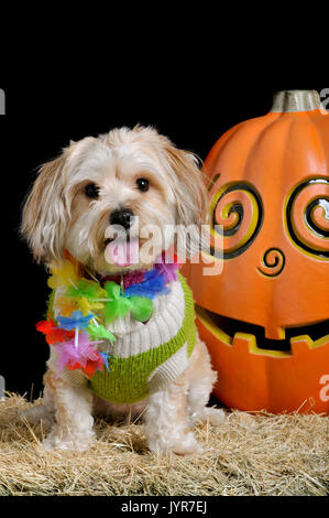 Mignon petit chien en costume halloween assis à côté d'une citrouille souriante isolé sur le noir à la direction de l'appareil photo. Banque D'Images